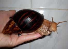 Achatina Immaculata