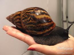 Achatina Achatina