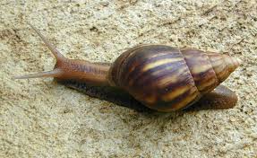 Achatina Fulica