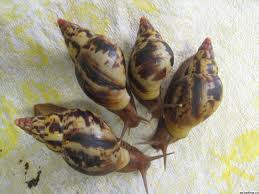 Achatina Albopicta