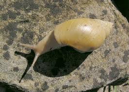 Achatina Iredalei