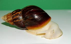 Achatina Albino body