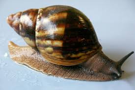 archachatina marginata eduardi